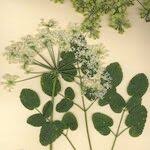 Attēlu rezultāti vaicājumam “Laserpitium latifolium bud”