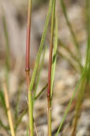 Attēlu rezultāti vaicājumam “Poa angustifolia”
