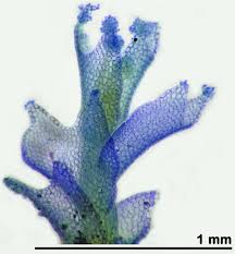 Attēlu rezultāti vaicājumam “Lophozia ascendens”