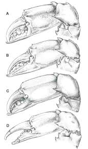 Attēlu rezultāti vaicājumam “Trichia scabra sessile”