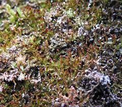 Attēlu rezultāti vaicājumam “Anastrophyllum minutum”