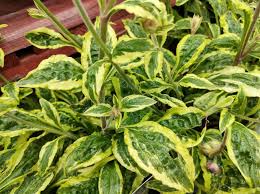 Attēlu rezultāti vaicājumam “Silene dioica leaf”