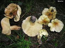 Attēlu rezultāti vaicājumam “Tricholoma flavovirens”