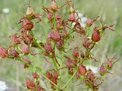 Attēlu rezultāti vaicājumam “Hypericum perforatum fruit”