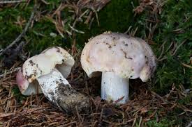 Attēlu rezultāti vaicājumam “Russula vesca”