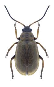 Attēlu rezultāti vaicājumam “Lochmaea caprea”