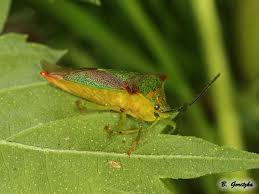 Attēlu rezultāti vaicājumam “Acanthosoma haemorrhoidale imago”