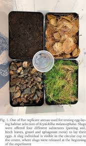 Attēlu rezultāti vaicājumam “Krynickillus melanocephalus”