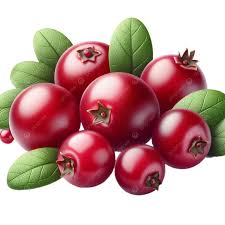 Attēlu rezultāti vaicājumam “Oxycoccus leaf”