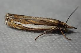 Attēlu rezultāti vaicājumam “Crambus silvella”