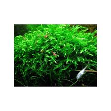 Attēlu rezultāti vaicājumam “Fontinalis antipyretica subsp. gracilis”