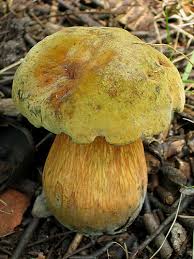 Attēlu rezultāti vaicājumam “Boletus luridus”