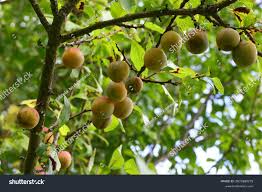 Attēlu rezultāti vaicājumam “Prunus domestica subsp. insitita fruit”