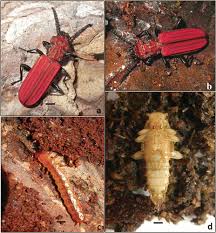 Attēlu rezultāti vaicājumam “Cucujus cinnaberinus larva”