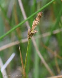 Attēlu rezultāti vaicājumam “Carex disticha”