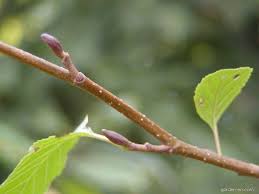 Attēlu rezultāti vaicājumam “Alnus glutinosa bud”
