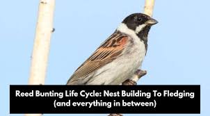 Attēlu rezultāti vaicājumam “Emberiza schoeniclus nest”