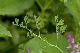 Attēlu rezultāti vaicājumam “Fumaria officinalis leaf”