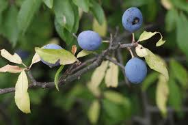 Attēlu rezultāti vaicājumam “Prunus spinosa fruit”