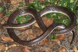 Attēlu rezultāti vaicājumam “Lycogala convexum sessile”