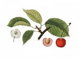 Attēlu rezultāti vaicājumam “Cerasus leaf”