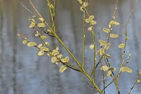 Attēlu rezultāti vaicājumam “Salix caprea male flower”