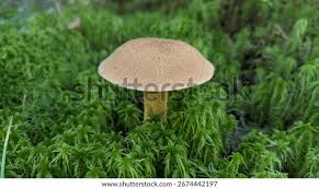 Attēlu rezultāti vaicājumam “Suillus variegatus”