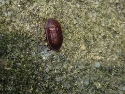 Attēlu rezultāti vaicājumam “Ostoma ferruginea”