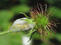 Attēlu rezultāti vaicājumam “Philaenus spumarius nymph”