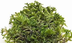 Attēlu rezultāti vaicājumam “Porella cordaeana”