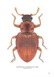 Attēlu rezultāti vaicājumam “Latridiidae”