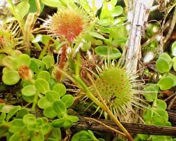 Attēlu rezultāti vaicājumam “Drosera rotundifolia flower”