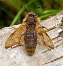 Attēlu rezultāti vaicājumam “Trichiosoma”