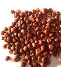 Attēlu rezultāti vaicājumam “Arctostaphylos uva-ursi fruit”