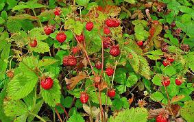 Image result for Fragaria vesca