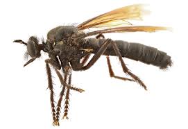 Attēlu rezultāti vaicājumam “Asilidae”