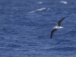 Image result for Pterodroma feae