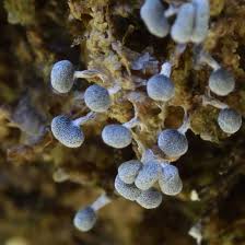 Attēlu rezultāti vaicājumam “Physarum bryocorticola macro”