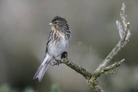 Image result for twite photo