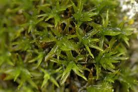 Attēlu rezultāti vaicājumam “Orthotrichum affine var. affine sporophyte”