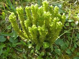 Attēlu rezultāti vaicājumam “Huperzia selago”