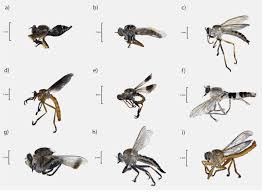 Attēlu rezultāti vaicājumam “Asilidae”