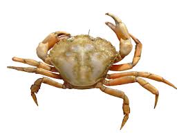 Image result for Carcinus maenas