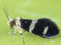 Attēlu rezultāti vaicājumam “Micropterigidae”