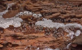 Attēlu rezultāti vaicājumam “Ceratiomyxa fruticulosa sessile”