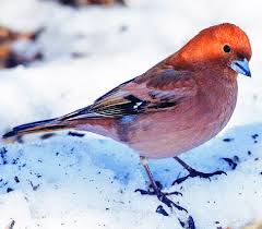 Attēlu rezultāti vaicājumam “Fringilla coelebs”