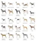ZACK WAHTHYE G: Hound Group