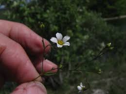 Attēlu rezultāti vaicājumam “Linum catharticum flower”