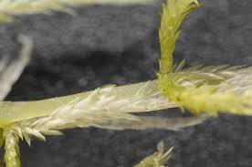 Attēlu rezultāti vaicājumam “Sphagnum fallax”