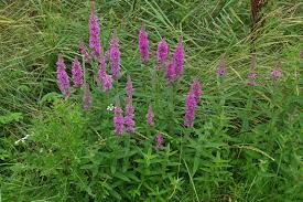Image result for Lythrum salicaria